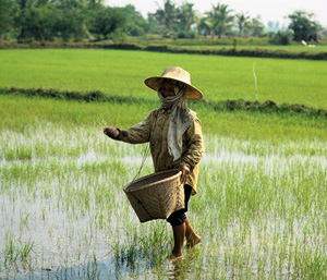 Экономика Таиланда. Рис